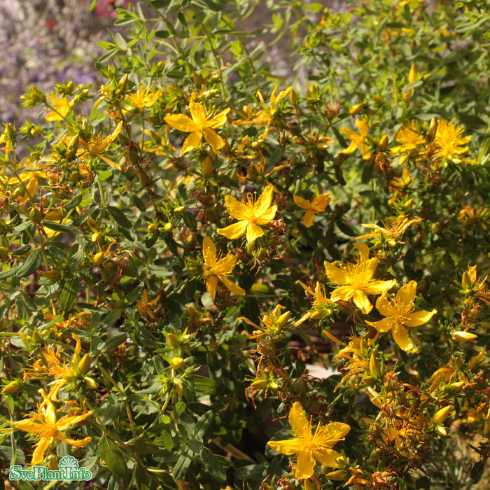 Hypericum perforatum A-kval