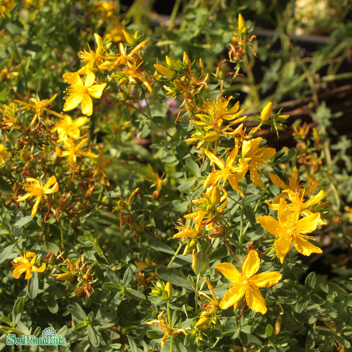 Hypericum perforatum A-kval