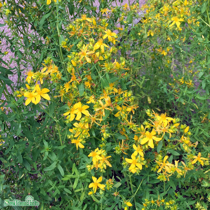 Hypericum perforatum A-kval