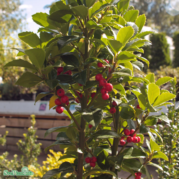 Ilex meserveae 'Heckenfee' Solitär C 175-200cm