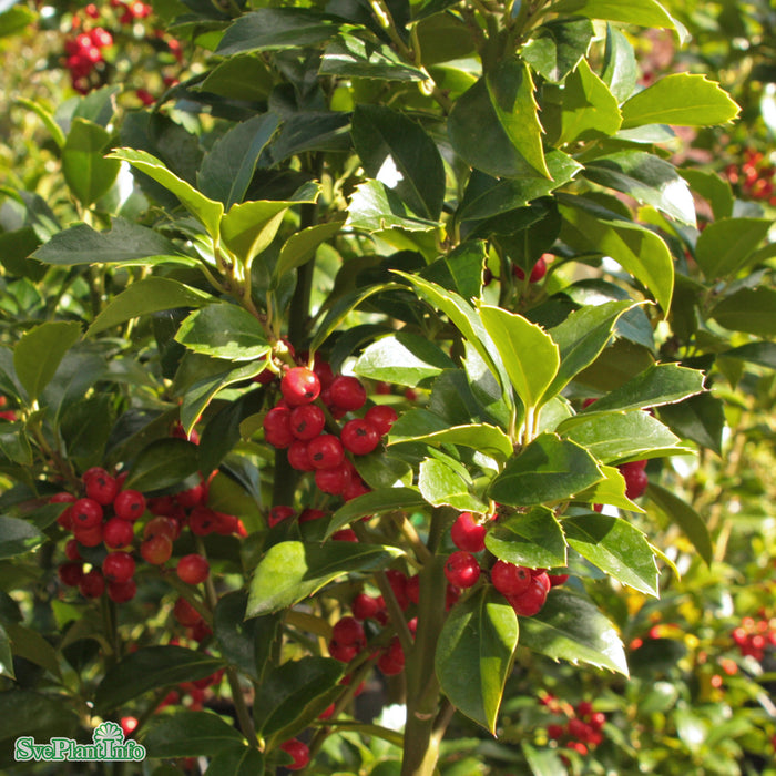 Ilex meserveae 'Heckenfee' Solitär C 175-200cm