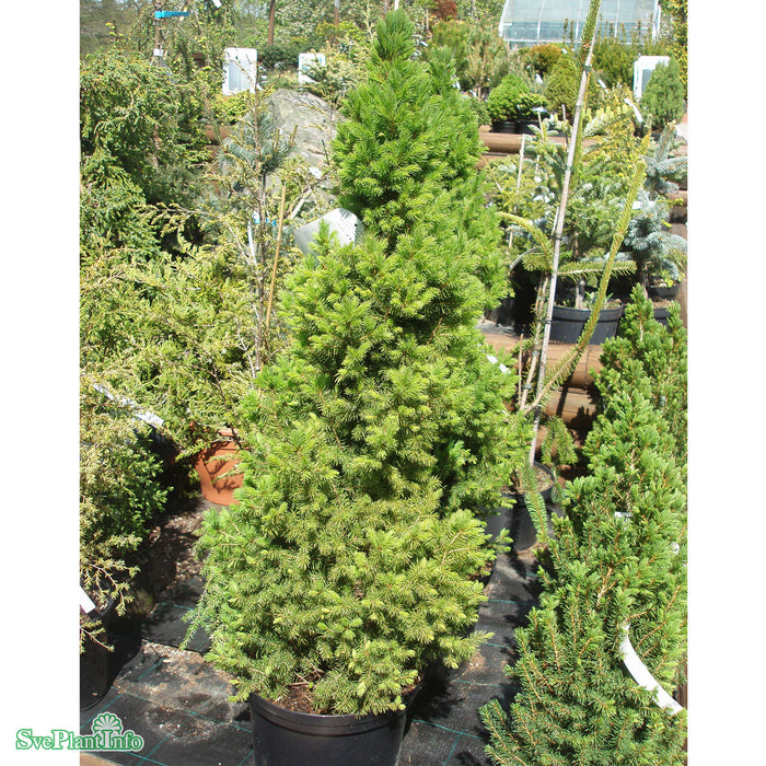 Picea glauca 'Conica' C10 100-110cm