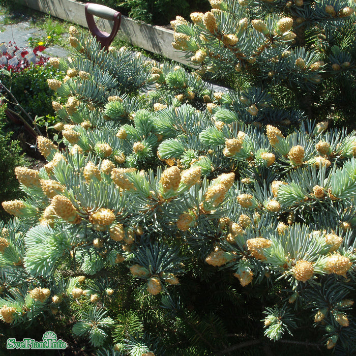 Picea pungens 'Glauca Globosa' D10 Halvstam 60cm