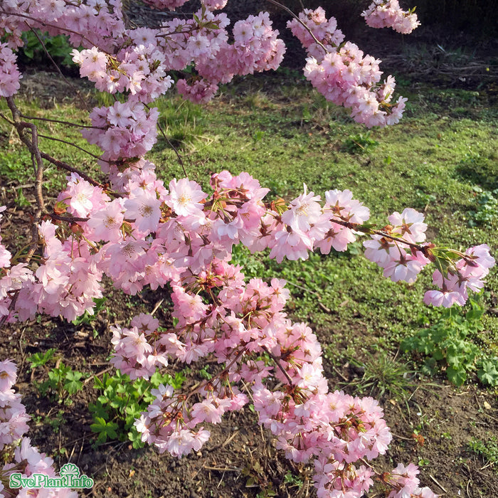 Prunus 'Accolade' C18 XXL 125-150cm