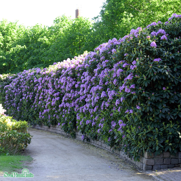 Rhododendron 'Catawbiense Grandiflorum' C12