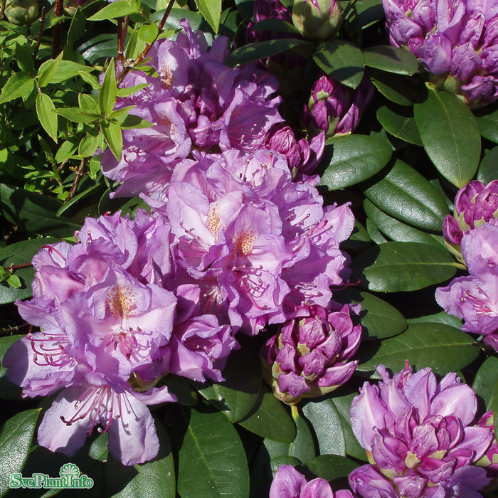 Rhododendron 'Catawbiense Grandiflorum' C12