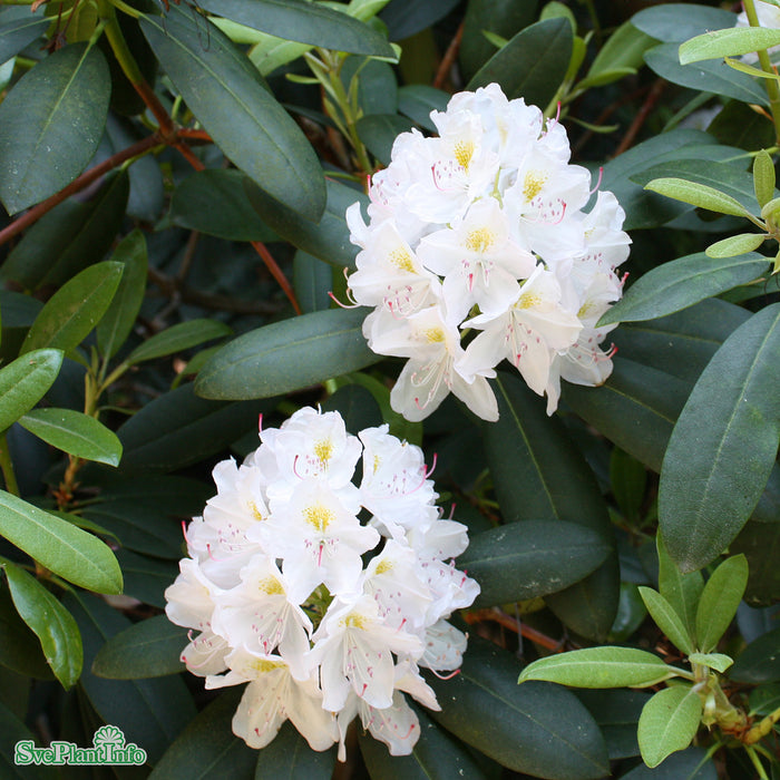 Rhododendron 'Catawbiense Album' Kl 80-90cm