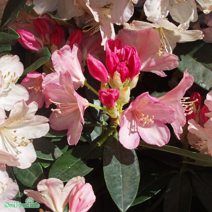 Rhododendron (Yakush.) 'Dreamland' Busk C10 40cm