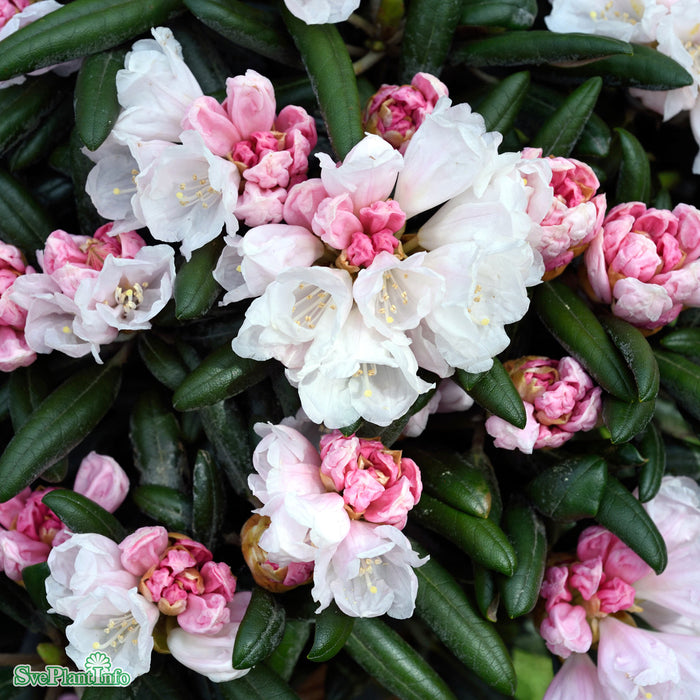 Rhododendron (Yakush.) 'Koichiro Wada' 25-30cm C3