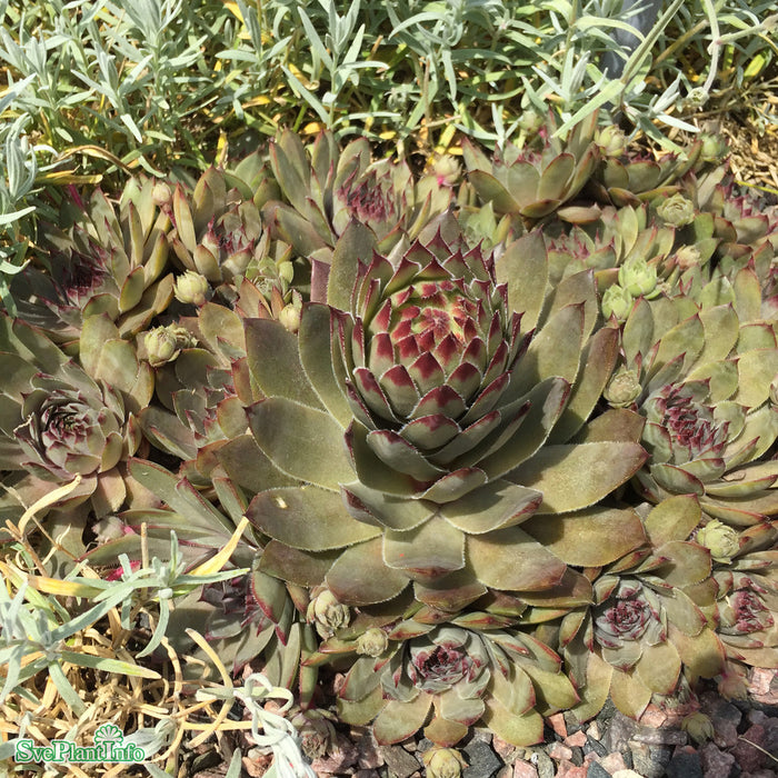 Sempervivum 'Grey Lady' A-kval