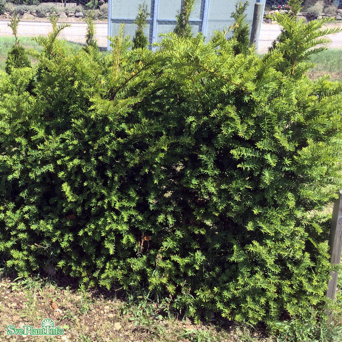 Taxus baccata Konform C70 150-160cm