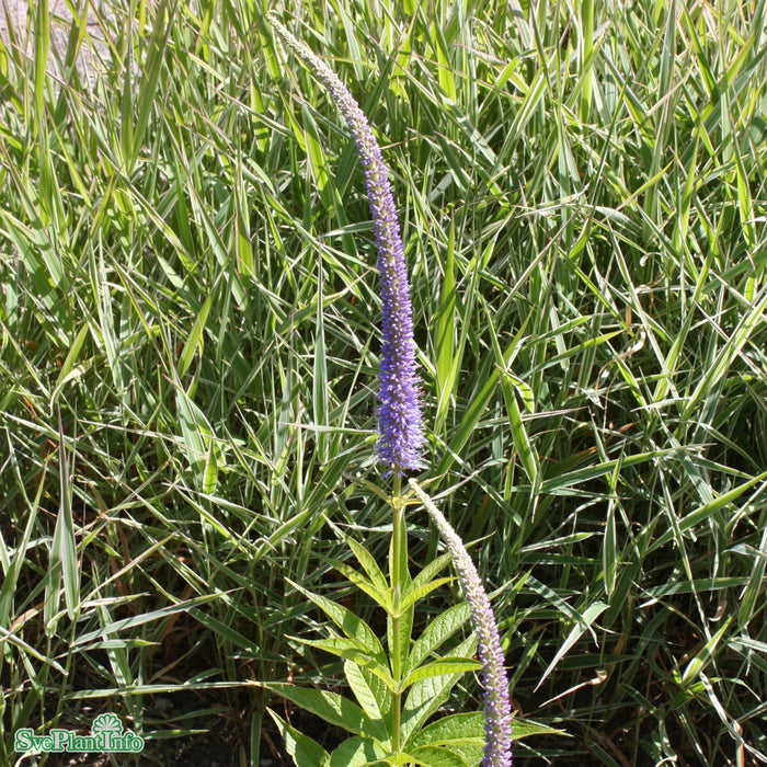 Veronicastrum virginicum 'Apollo' A-kval