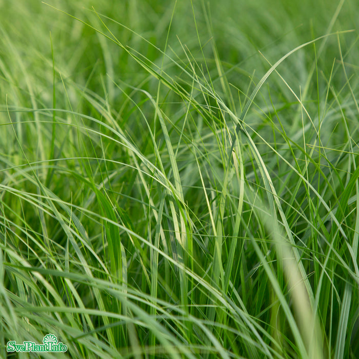 Achnatherum calamagrostis 'Algäu' A-kval
