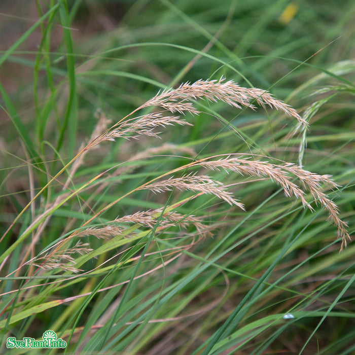 Achnatherum calamagrostis 'Algäu' A-kval