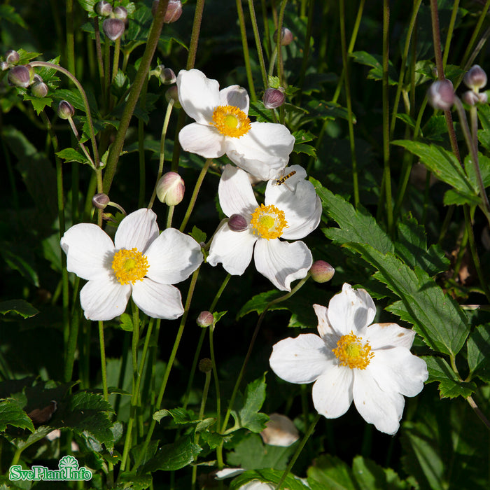 Anemone tomentosa 'Royal Blanco' A-kval