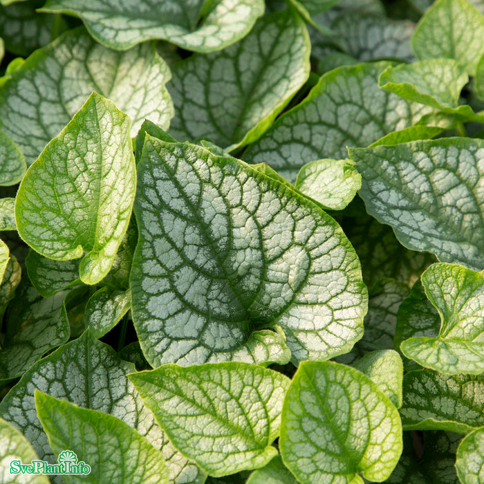 Brunnera macrophylla 'Mr Morse' A-kval