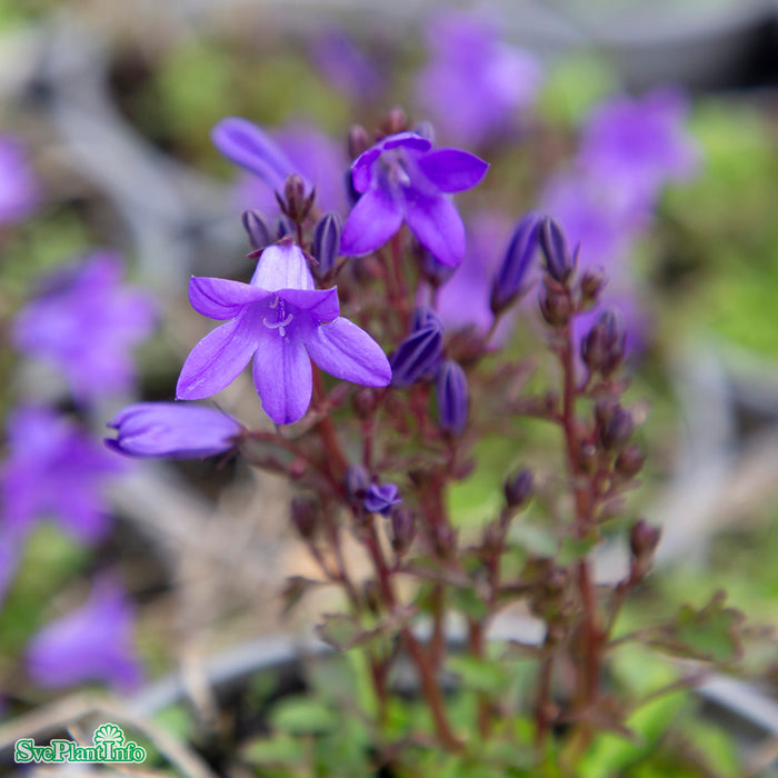 Campanula portenschlagiana 'Catharina' A-kval