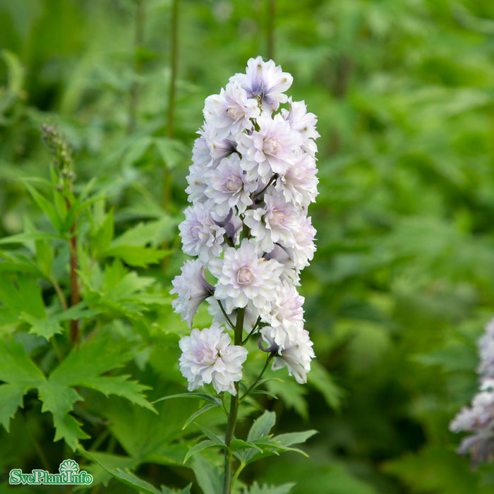 Delphinium (Highlander-Serien) 'Cha Cha' A-kval C2