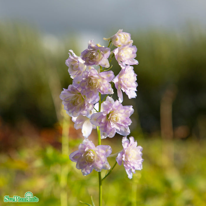 Delphinium (Highlander-Serien) 'Moon Light' A-kval