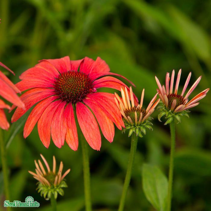 Echinacea 'SunSeekers Coral' A-kval