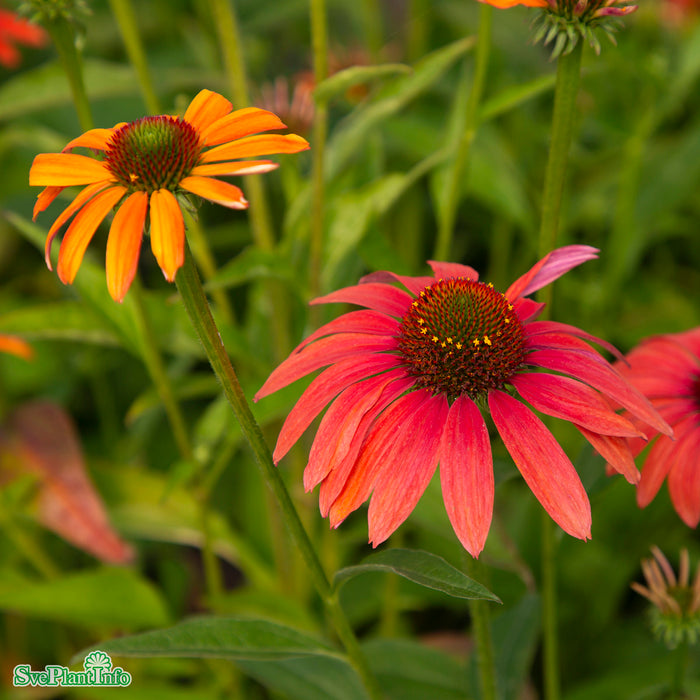 Echinacea 'SunSeekers Coral' A-kval