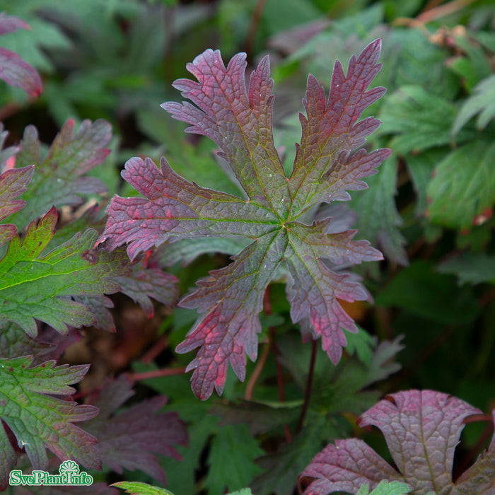 Geranium 'Dark Eyes' A-kval