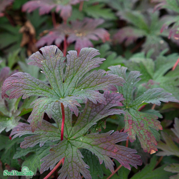 Geranium 'Dark Eyes' A-kval