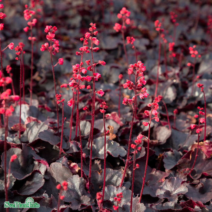 Heuchera 'Black Forest Cake' A-kval