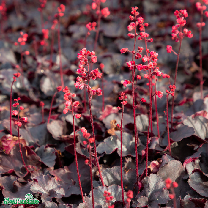 Heuchera 'Black Forest Cake' A-kval