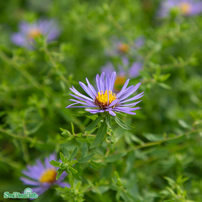Symphyotrichum oblongifolium 'October Skies' A-kval