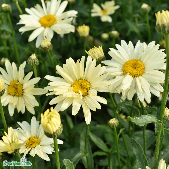 Leucanthemum superbum 'Banana Cream' A-kval