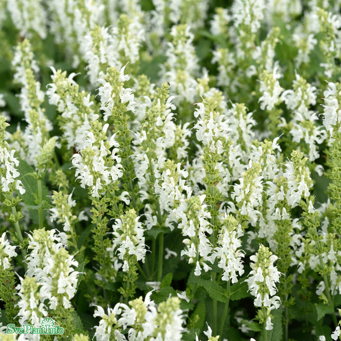 Salvia nemorosa 'Schneehügel' A-kval