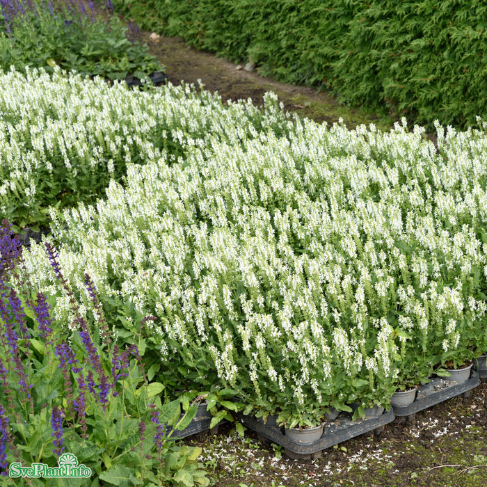 Salvia nemorosa 'Schneehügel' A-kval