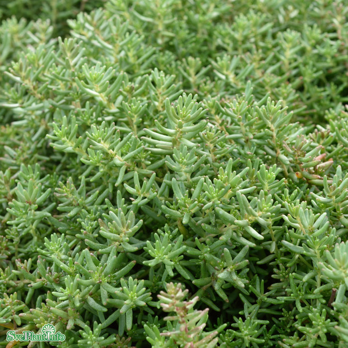 Sedum album 'Murale' A-kval