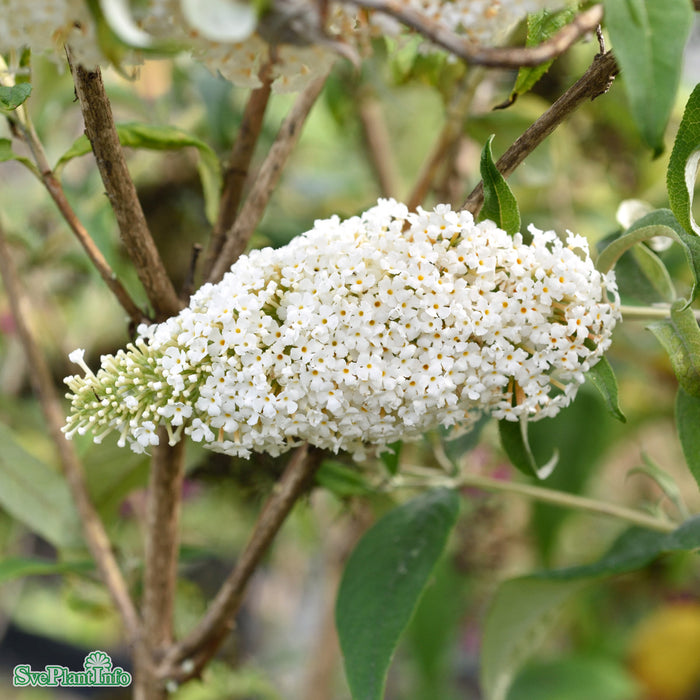 Buddleja davidii 'White Profusion' Busk C4,5