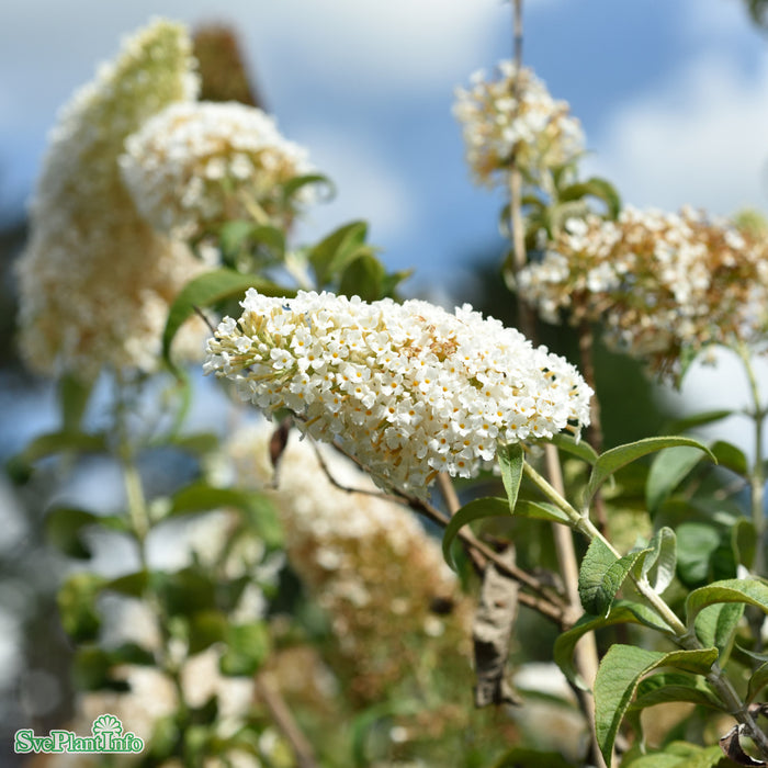 Buddleja davidii 'White Profusion' Busk C3,5