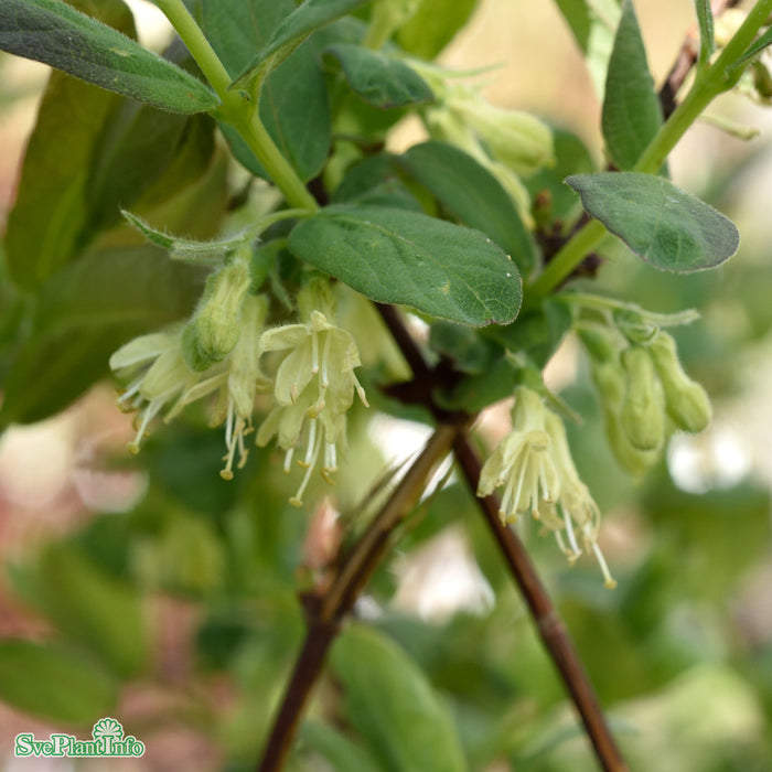 Lonicera caerulea var. kamt. 'Eisbär' Busk C3,5