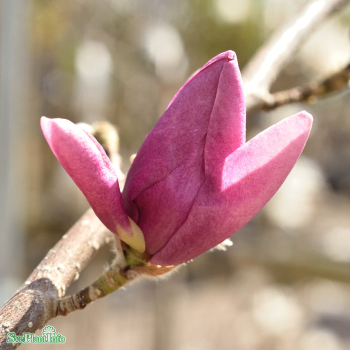 Magnolia x soulangeana 'Cleopatra' Solitär C20 150-175cm