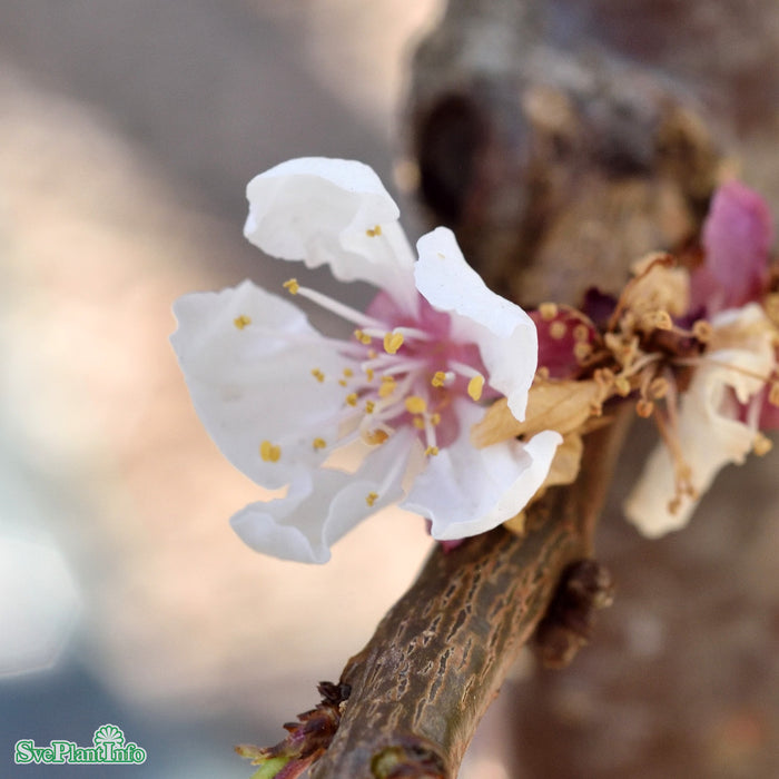 Prunus armeniaca 'Hargrand' Stam 2-års A-kval  Co