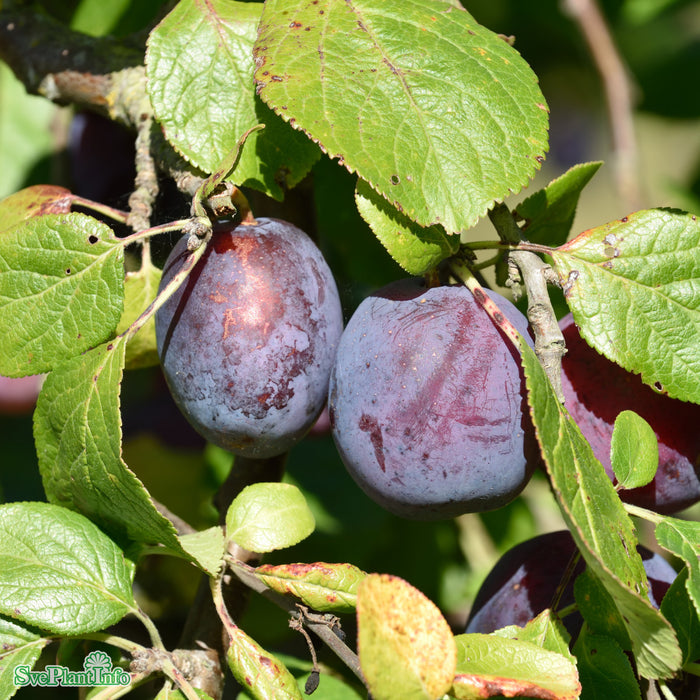 Prunus domestica 'Avalon' P.cer Stam 2-års A-kval Co