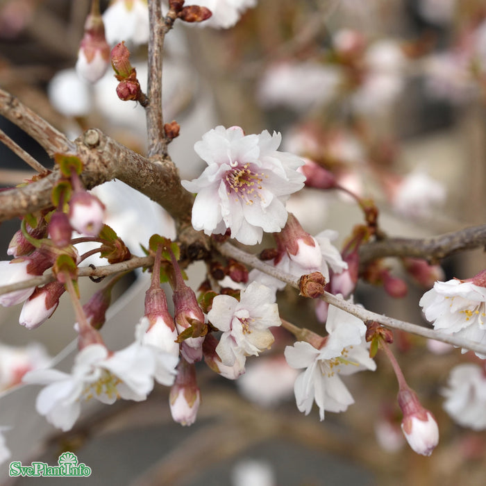 Prunus x subhirtella 'Hally Jolivette' Stam C12 120cm