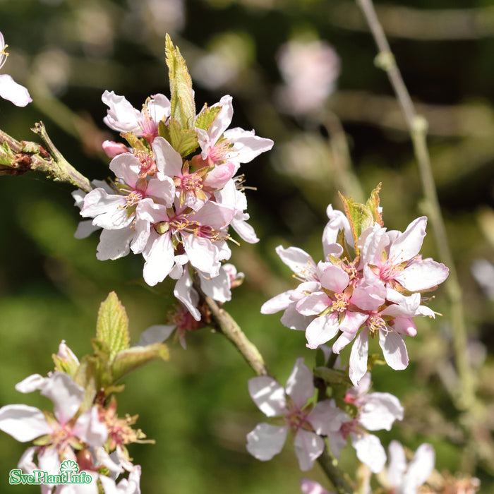 Prunus tomentosa                   Busk C5 60-80cm
