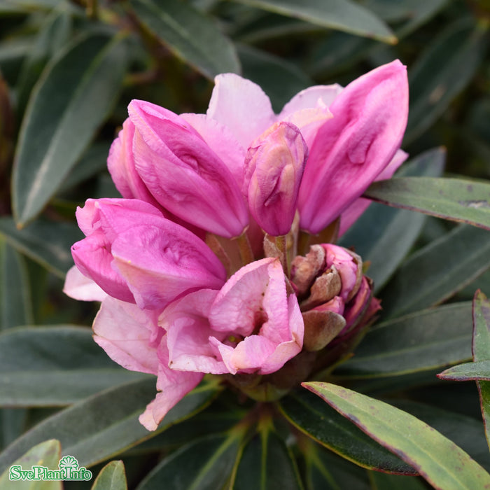 Rhododendron 'Graziella' Busk C10 40-50cm