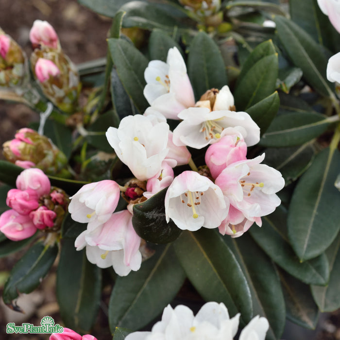 Rhododendron 'Silbervelours' C6 30-40cm