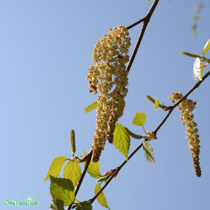 Betula pendula fk 'Julita' E Ungträd 200-250 C10