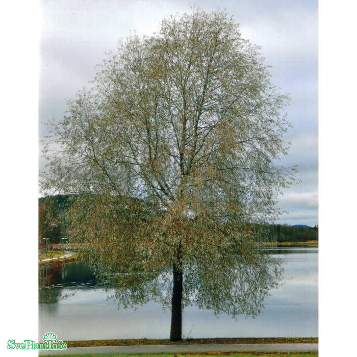 Salix alba var. sericea 'Boden Silver' E Ungträd 150-175cm C10