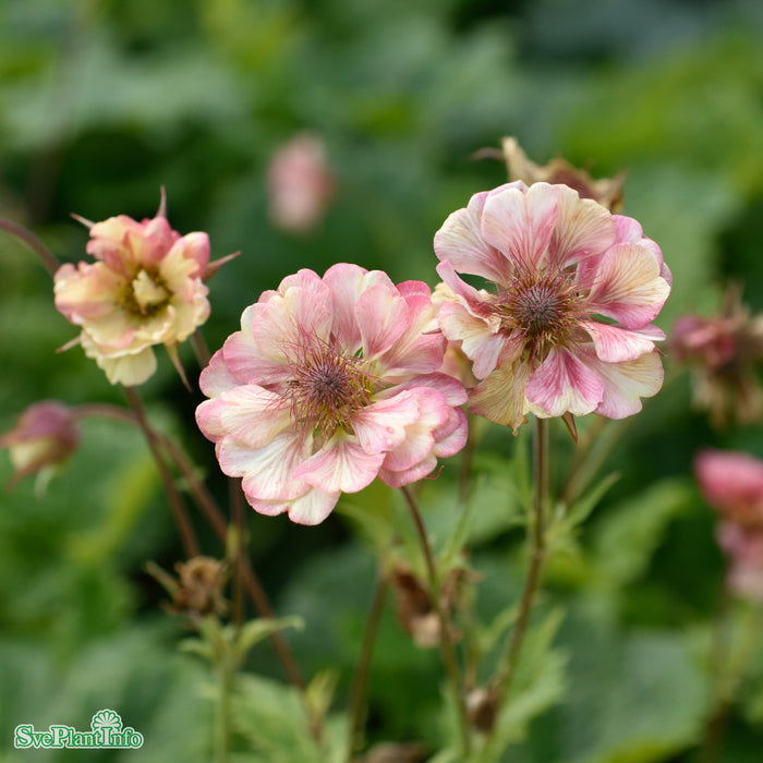 Geum 'Pretticoats Peach' A-kval