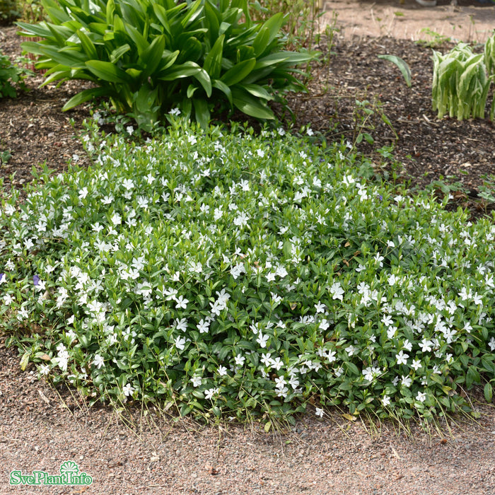 Vinca minor 'Alba' A-kval