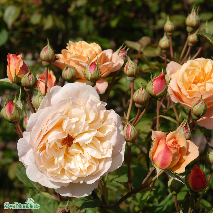 Rosa 'Charles Austin' A kval C6