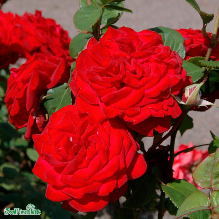 Rosa 'Courage' A kval C4